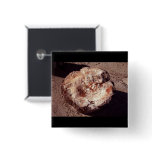 Petrified Wood Buttons