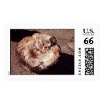Petrified Wood – Large stamp