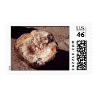 Petrified Wood stamp
