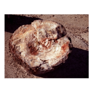 Petrified Wood