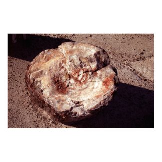 Petrified Wood print