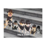 Pets in Black Post Cards