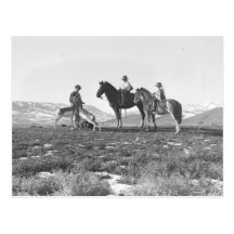 Petting Antelopes. Post Cards
