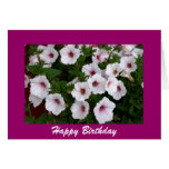 Petunia Birthday Greeting Cards