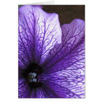 Petunia cards