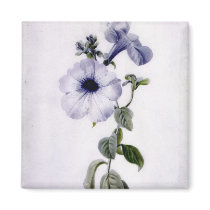 Petunia Magnet