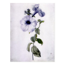 Petunia Postcard