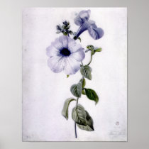 Petunia Posters
