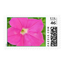 Petunia stamp-customize