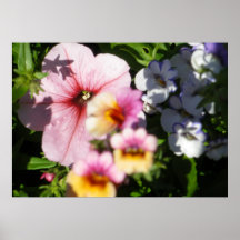 petunia y nemesia posters