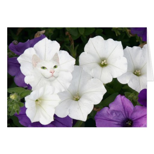 Petunias and cat face cards