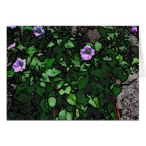 Petunias cards