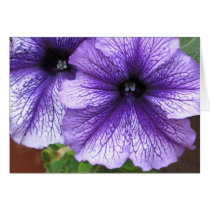 Petunias cards