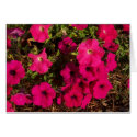 Petunias cards