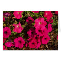 Petunias cards
