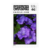Petunias en lluvia de primavera sello