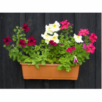 Petunias Hanging In The Pot On The Wooden Wall photo sculptures by lifesphere Petunias Hanging In The Pot On The Wooden Wall photo sculptures
