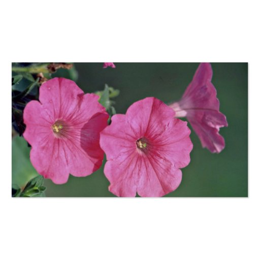 Petunias Pink flowers Business Cards (back side)