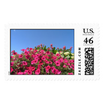 Petunias postage