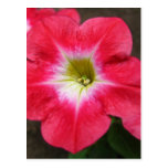 petunias postcard