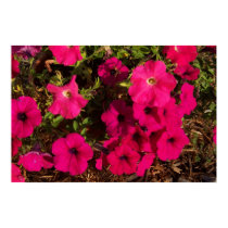 Petunias posters