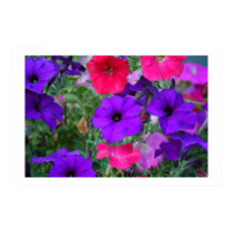 petunias posters
