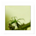peucetia viridans posters by niineveh peucetia viridans posters