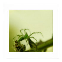 peucetia viridans posters
