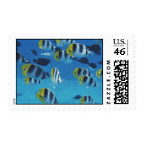 Pez postage