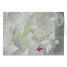 Pfingsten Rose Cards