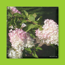 PG Hydrangea Blossoms Magnet magnets