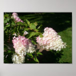 PG Hydrangea Blossoms Poster