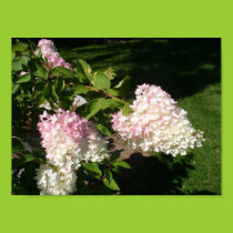 PG Hydrangea Blossoms Poster posters