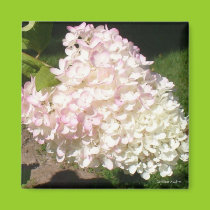 PG Hydrangea Magnet