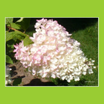 PG Hydrangea Poster posters