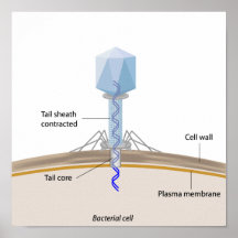 Phage infecting a bacterium Poster