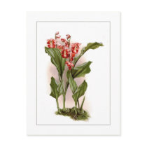 Phajus humblotii post card
