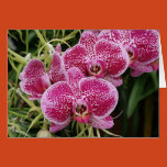 orchid, phalaenopsis