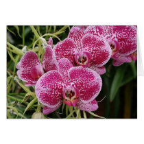 Phalaenopsis  cards