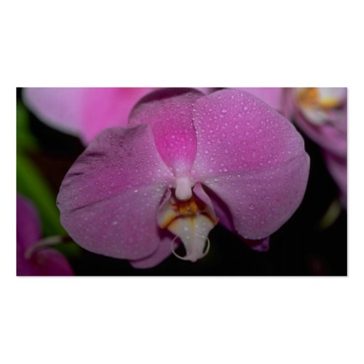 Phalaenopsis flowers business cards (back side)