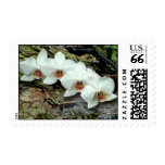 Phalaenopsis hybrid stamp
