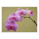 flower, plant, floral, painting, oil, oil