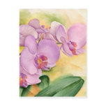 orchids, orchid, pink, red, flower, flowers,