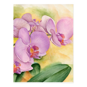 Phalaenopsis Orchid Flowers - Multi Postcard