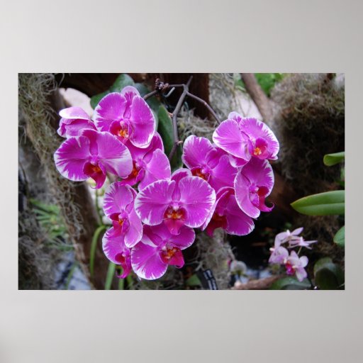 Phalaenopsis Orchid in Natural Habitat Posters