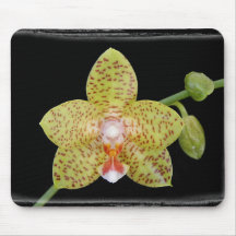 Phalaenopsis orchid - Mousepad
