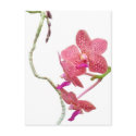 Phalaenopsis orchid - postcard
