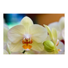 Phalaenopsis Orchid style=border:0;