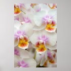 Phalaenopsis Orchid style=border:0;
