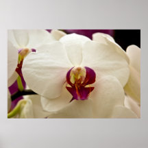 Phalaenopsis Orchid Poster